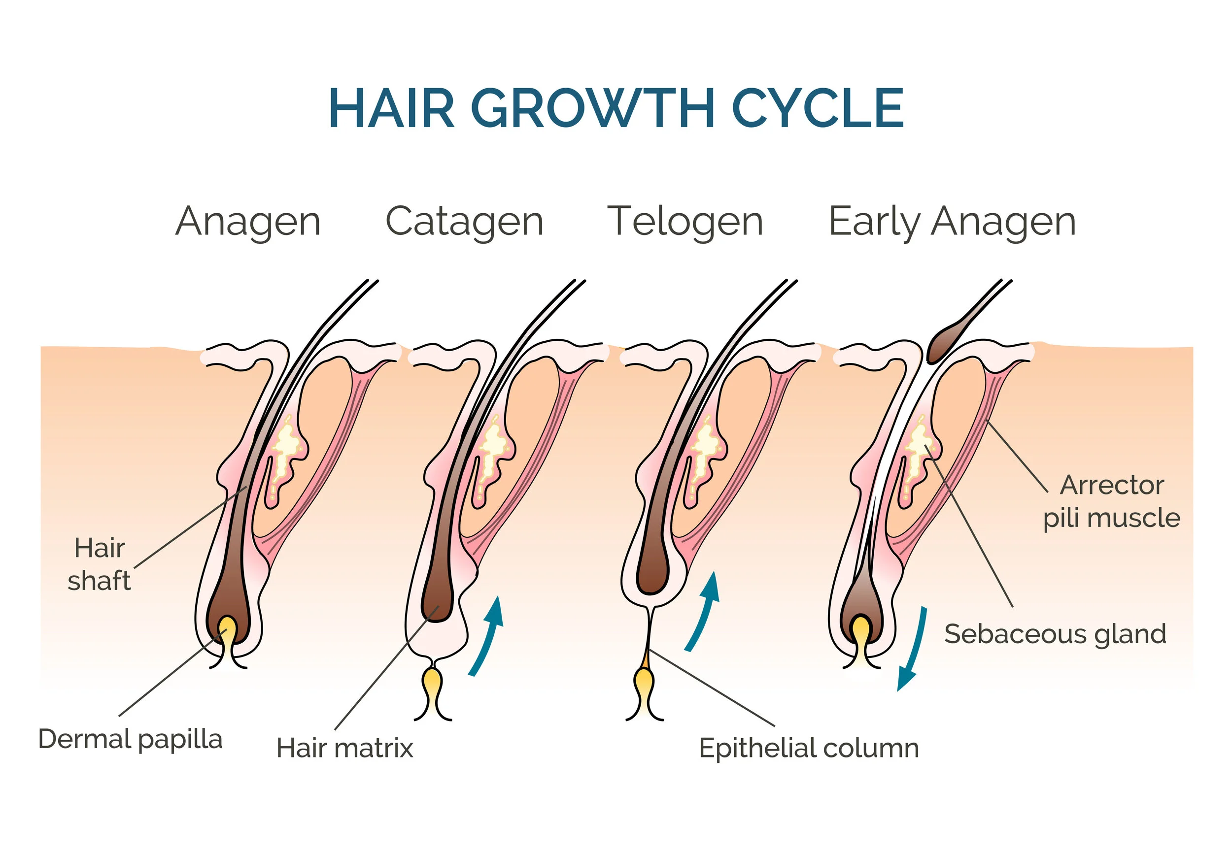 What is KERALASE and Why is It Better than PRP? Best Hair Loss